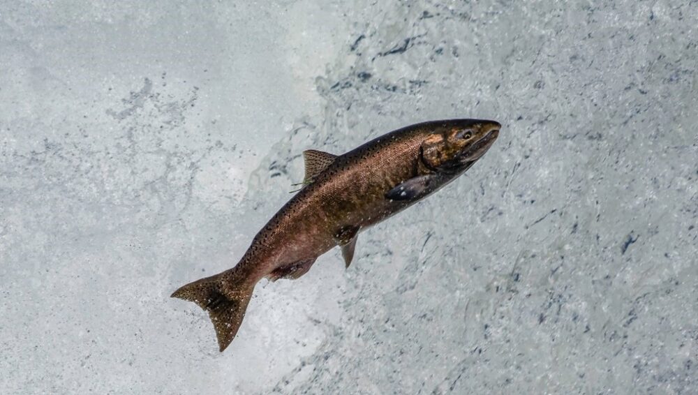 Lesser Salmonids Surviving the Summer: Monitoring conditions for salmonids on the Lower ...