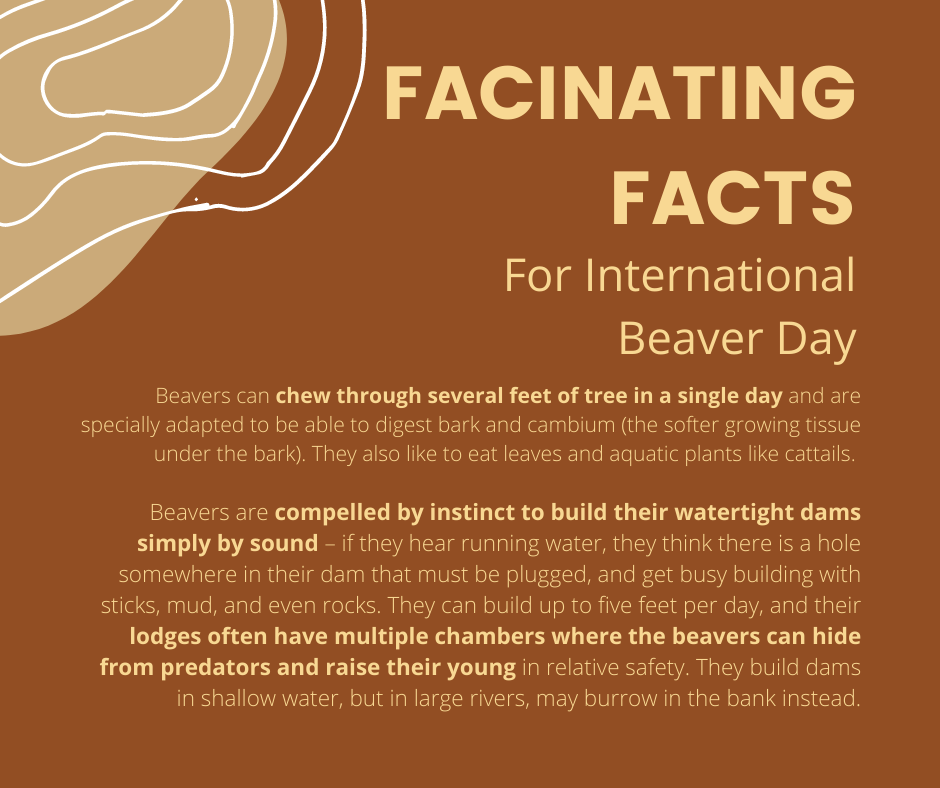 Facinating beaver facts