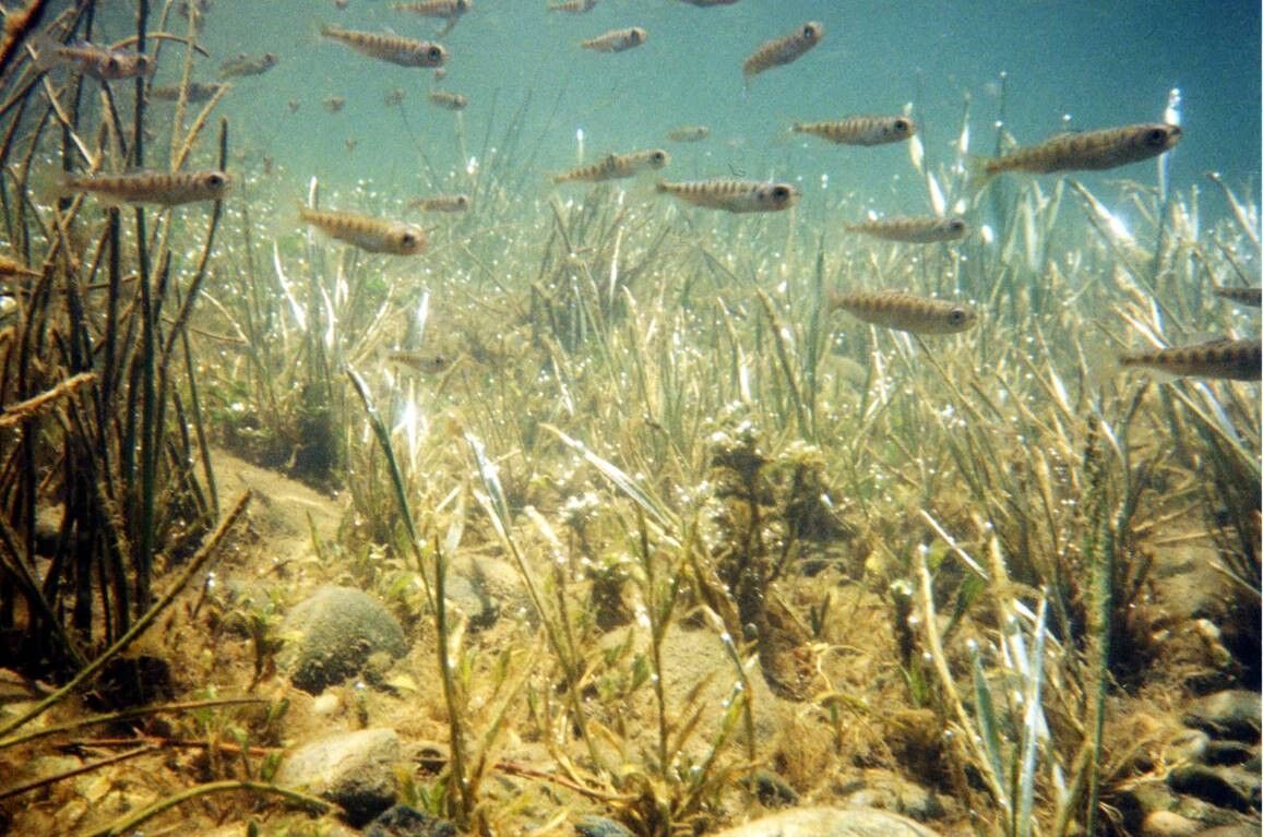 Learning From the River: How Science Guides Habitat Enhancement on the Lower American River